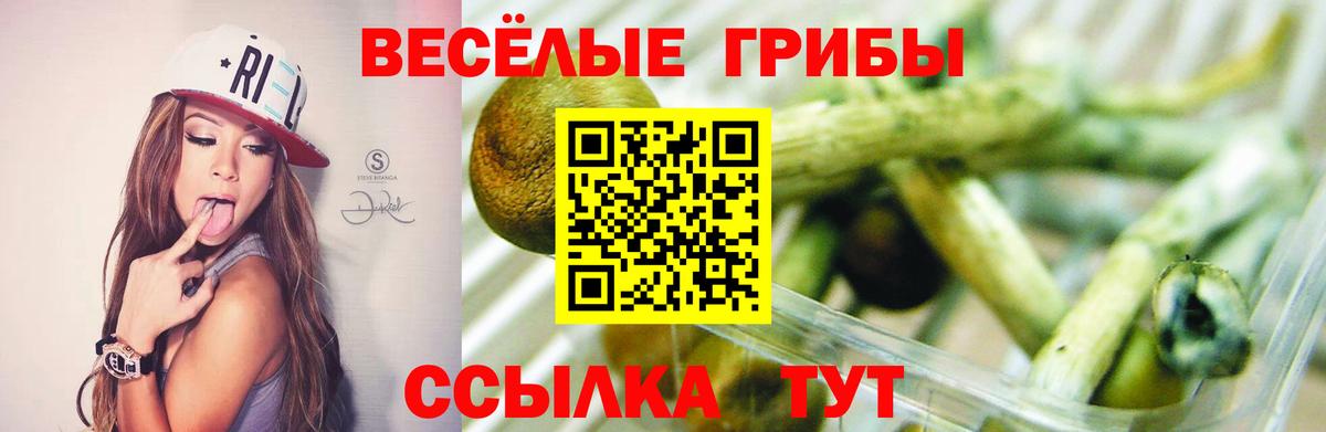 Псилоцибиновые грибы GOLDEN TEACHER Мончегорск
